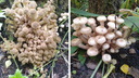 Новосибирцы собирают опята — смотрим на пни, заросшие грибами, и полные корзинки