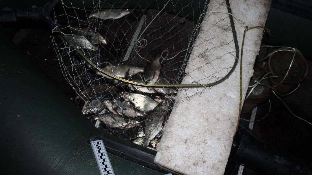 Наловил на срок: курганец может сесть в тюрьму за незаконную рыбалку. Он выловил 360 рыб