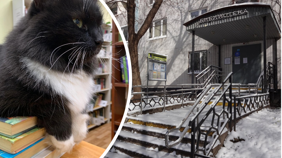 «Важный сотрудник в белых носочках». История кота Маркиза, которого «уволили» из библиотеки после жалобы посетителя
