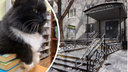 «Важный сотрудник в белых носочках». История кота Маркиза, которого «уволили» из библиотеки после жалобы посетителя