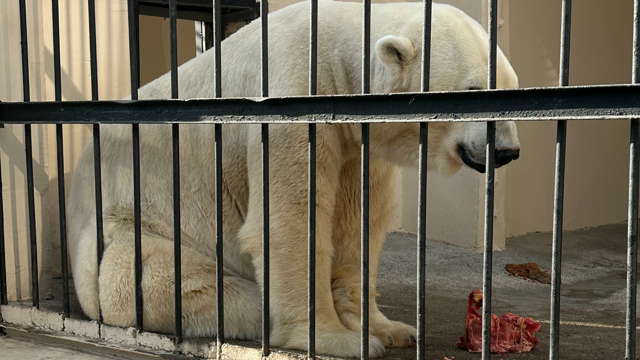 «Следует понимать, животное пожилое»: Россельхознадзор посоветовал не перевозить белого медведя из казанского зоопарка