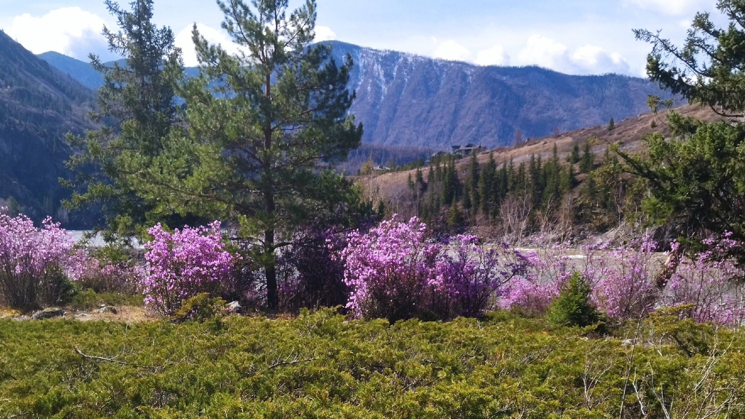 На Алтае распустились цветы маральника — ими можно будет любоваться два месяца