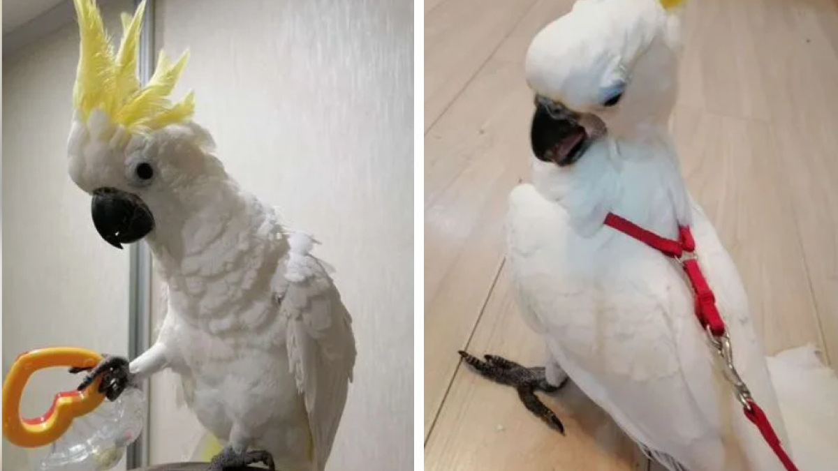 В Новосибирске продают попугая за 170 тысяч рублей — он начинает говорить и требует внимания