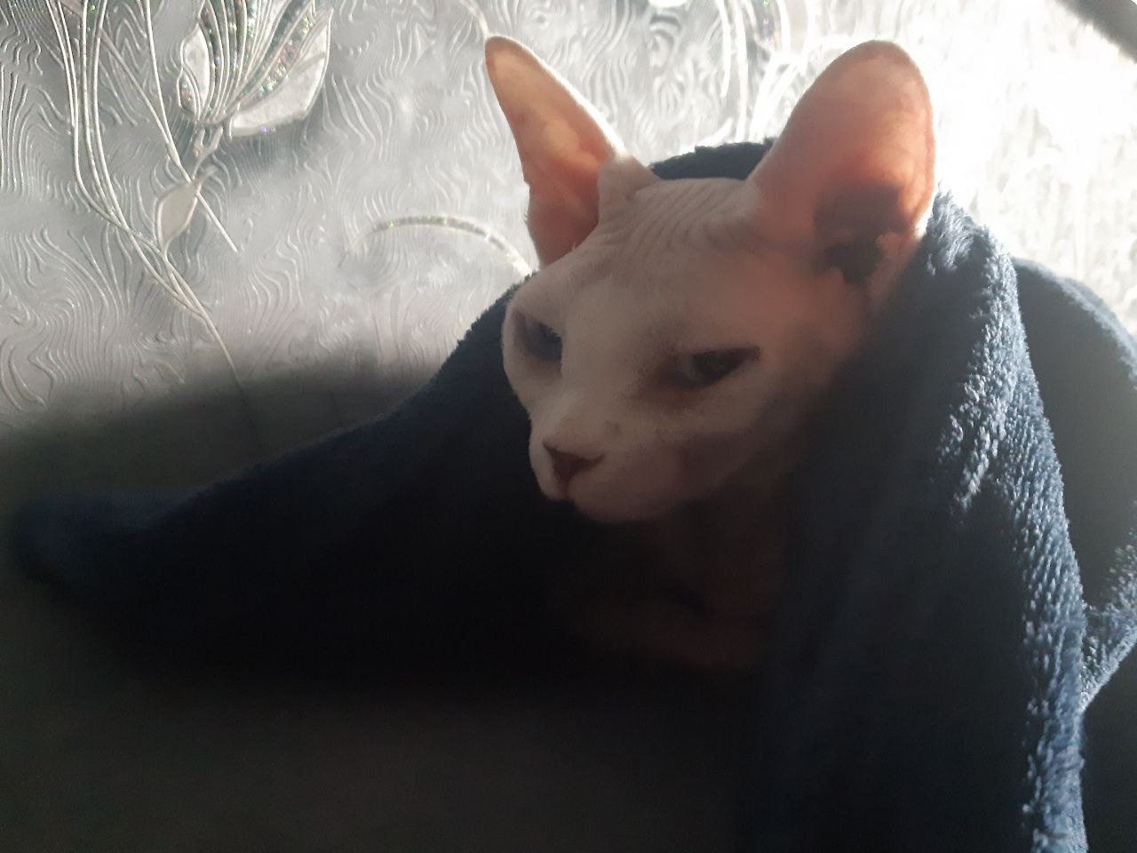 Плед у кота с таким взглядом забирать опасно Плед у кота с таким взглядом забирать опасно