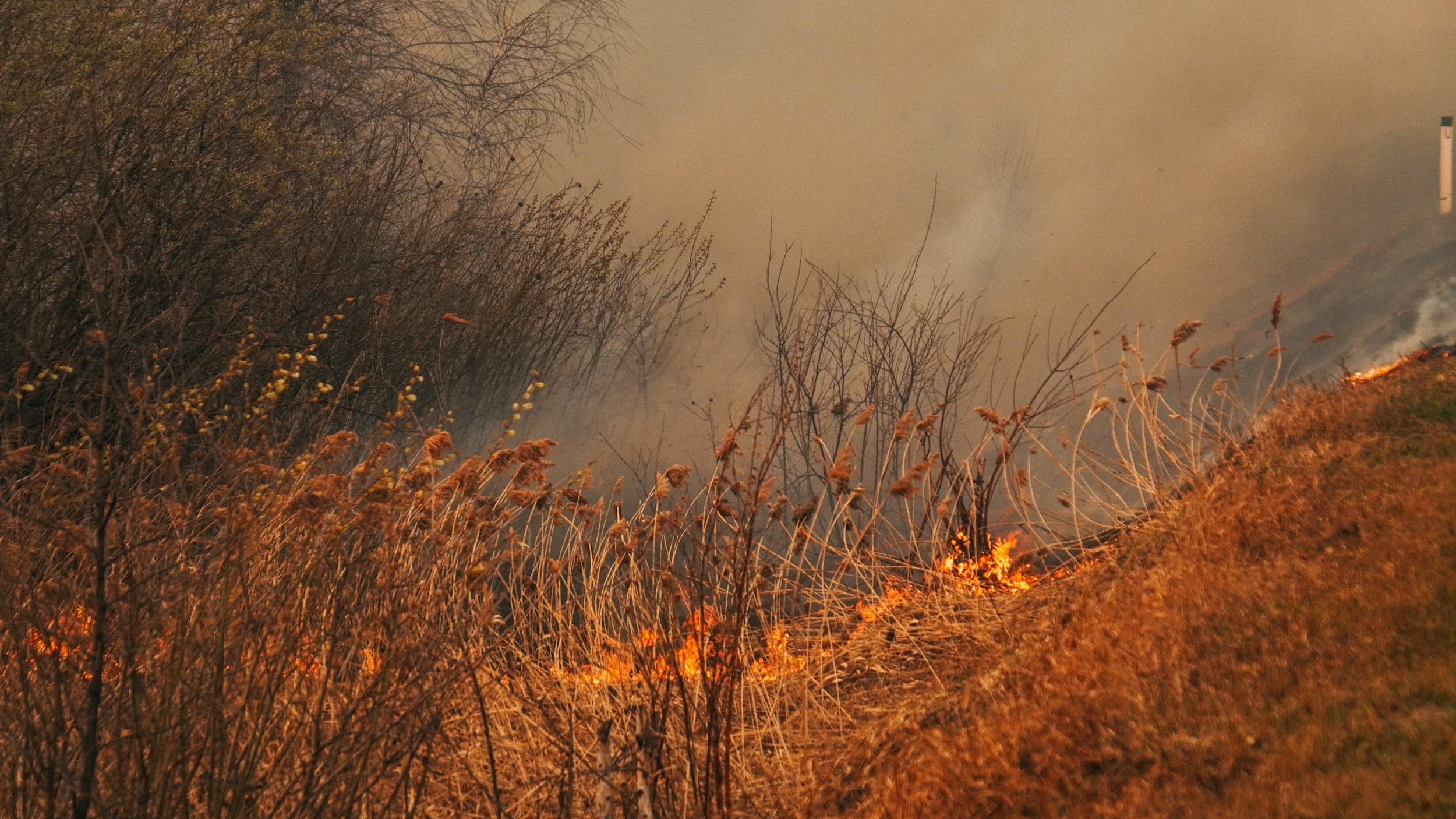 На территории Томска начался лесной пожар