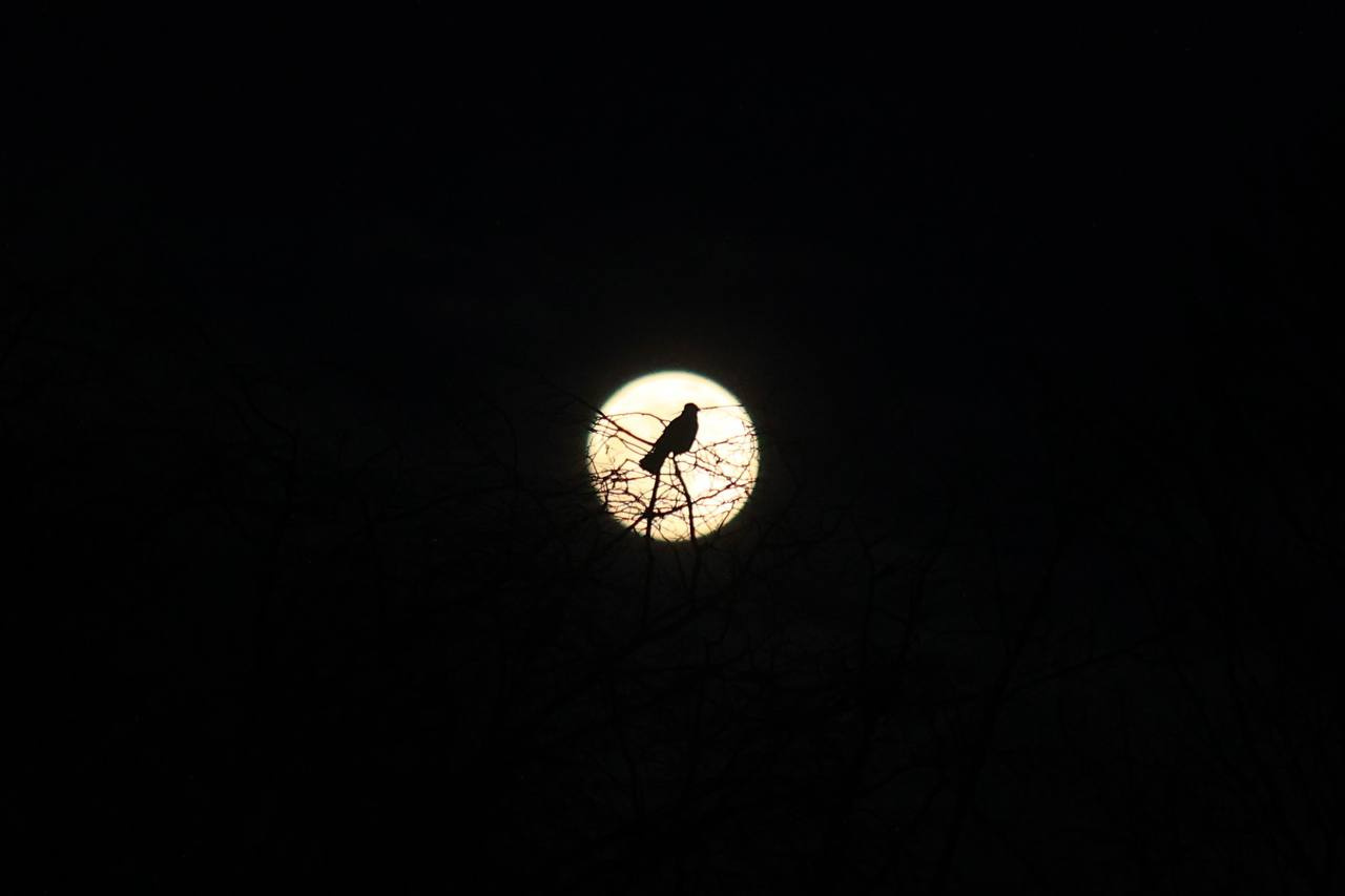 На небе ухмыляется луна. Посмотрите, как на фоне светящегося диска над Петербургом зловеще летают птицы