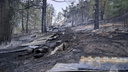 Огонь перекинулся на лес: как выглядит место рядом с Чемальской ГЭС после страшного пожара — фото