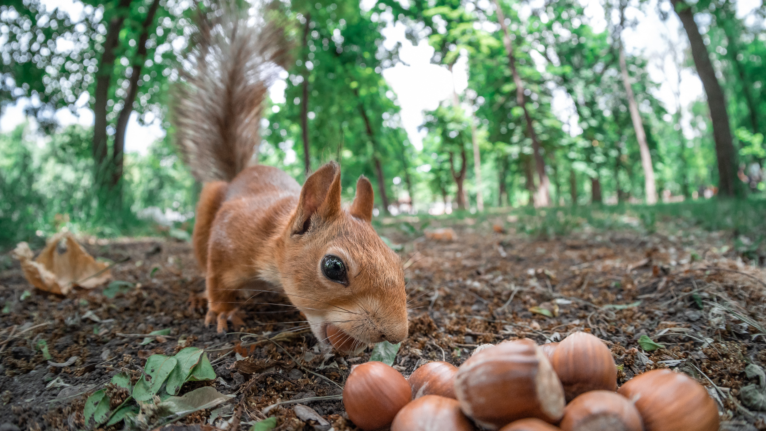 Маленькие бельчата угощаются орешками в парке Революции — фоторепортаж повышенной милоты