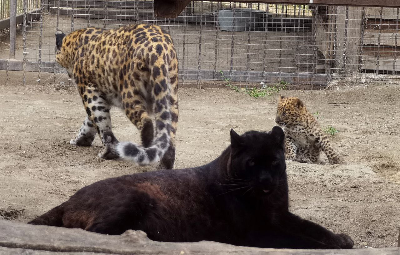 Ходит по папе и дерется. В Барнаульском зоопарке показали, как малыш леопард играет с родителями — видео