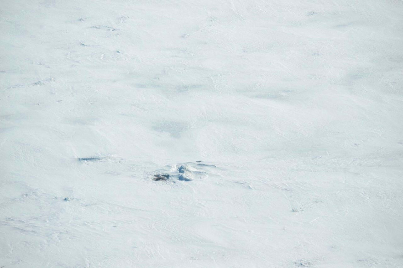 Уникальное фото. Посмотрите на снежное логовище нерпы на Ладоге