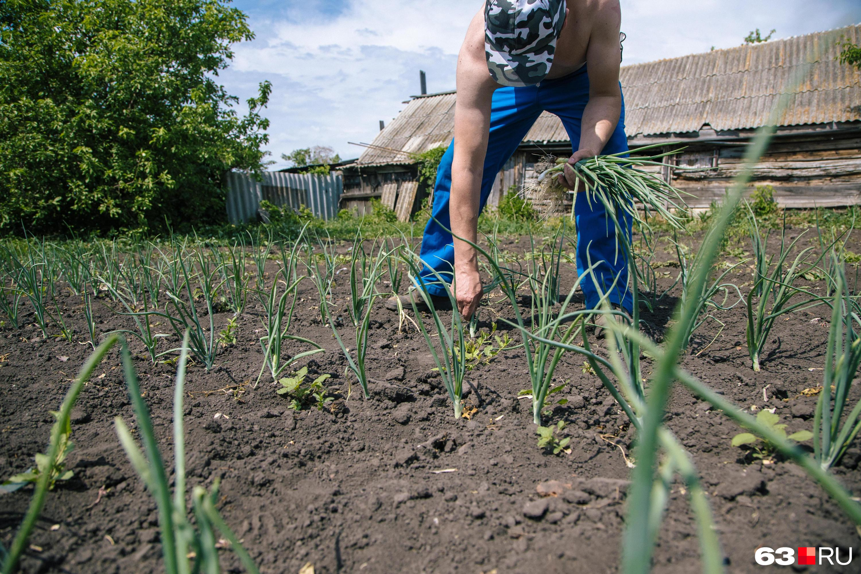 Удобрение своими руками для огорода — просто и эффективно