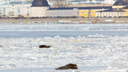 Минприроды выяснило причину массовой гибели тюленей в Мурманской области