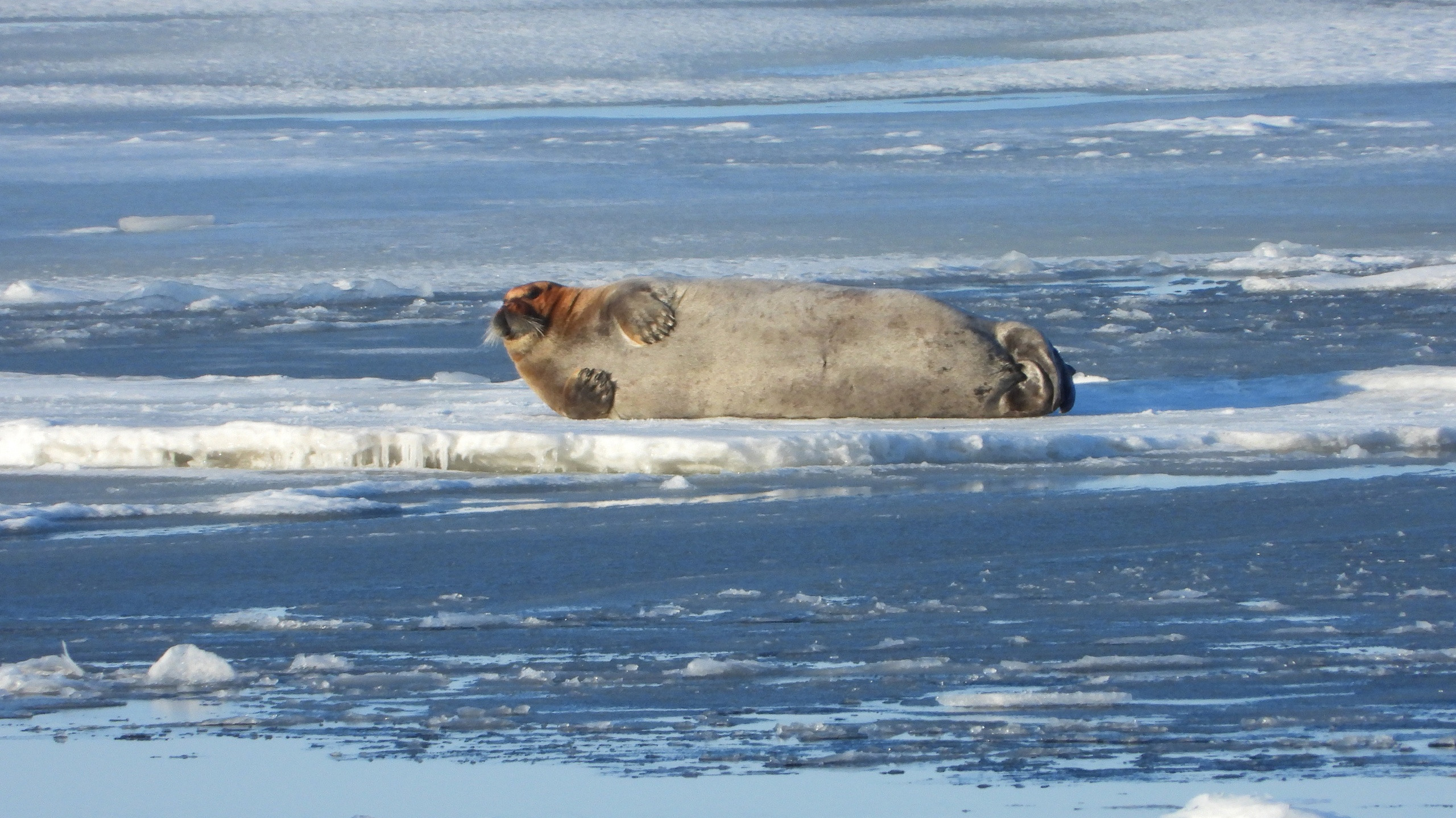 Тюлени отдыхают на льдинах: снимки с Белого моря Архангельской области