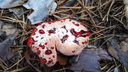 Сибиряк нашел странный «кровавый» гриб в лесу — вид называют «зубом дьявола»