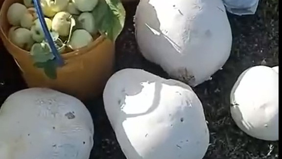 В Башкирии нашли грибы размером с «яйца динозавров»