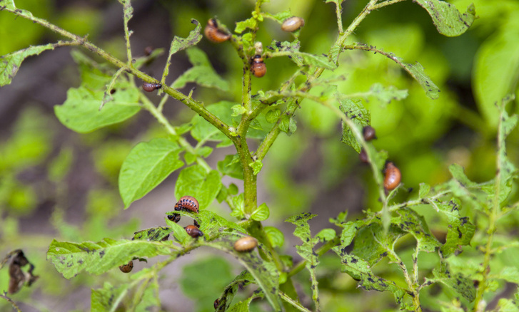 «Без пестицидов будет трудно»: как избавиться от колорадского жука — самые эффективные способы
