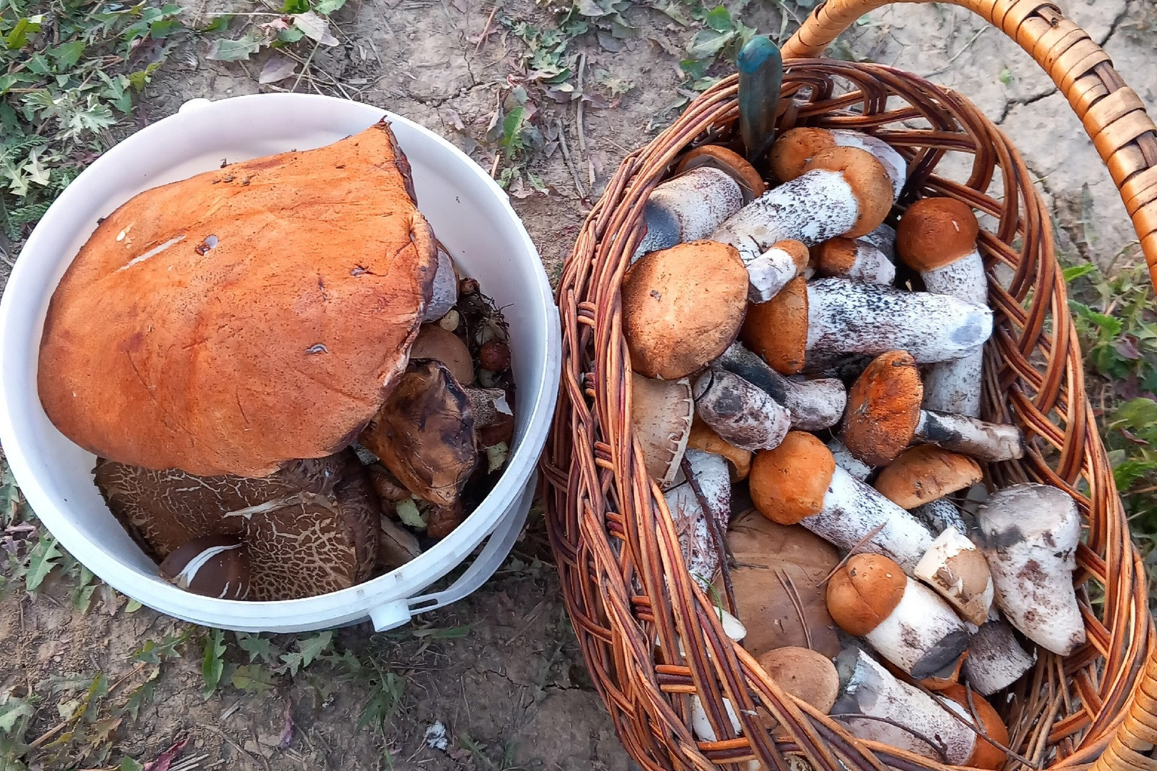 «Кайф!» Екатеринбурженка открыла сезон охоты на грибы. Среди них по-настоящему большие: фото