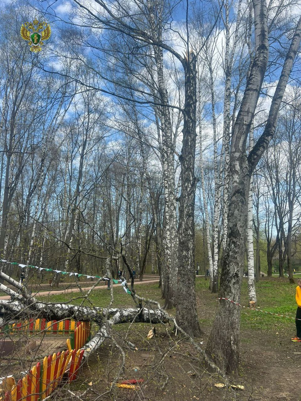 В Подмосковье огромная береза упала на двухлетнюю девочку на детской  площадке - 21 апреля 2024 - ФОНТАНКА.ру