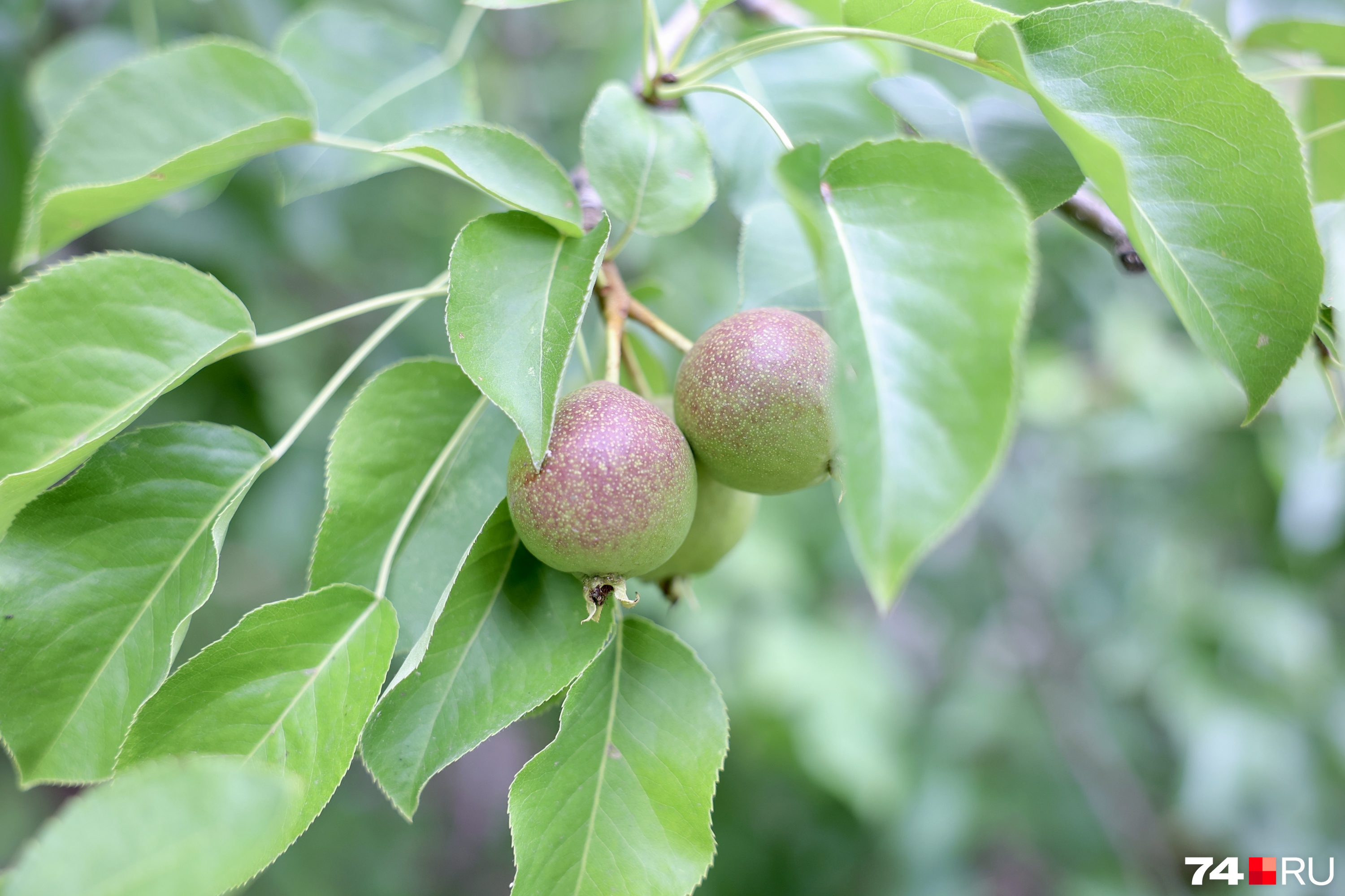 Северный плодовый питомник кабацкое. Плодоносные деревья.
