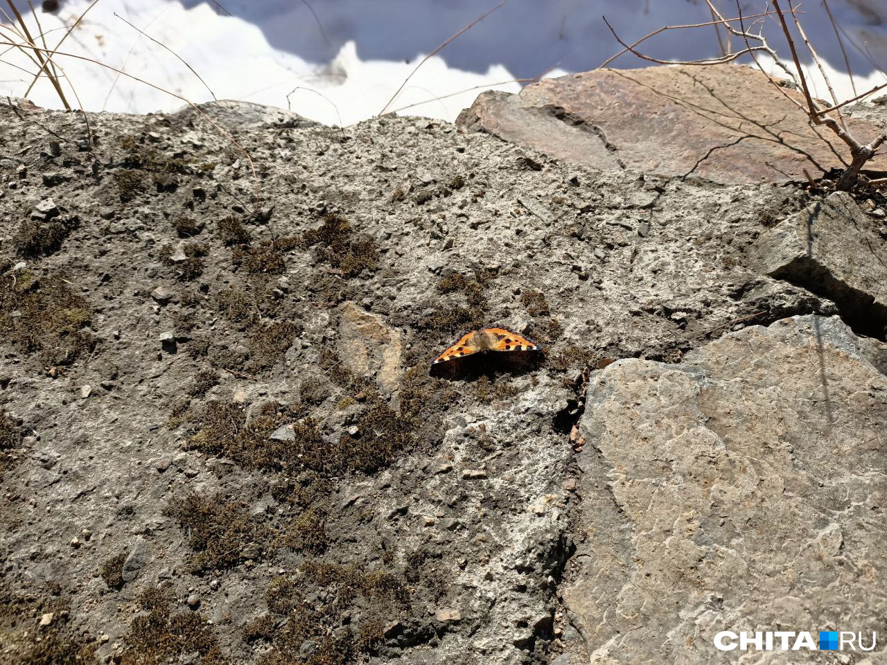 Бабочку-крапивницу обнаружили прохожие на улице в центре Читы