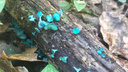 «Манят, завораживают»: сибиряк нашел в лесу бирюзовые сказочные грибы - фото