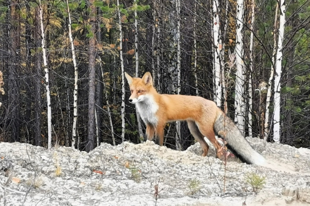 В лесах Белоярского района осенью нередко можно встретить лису
