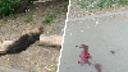 «Дети сказали, что убил мужчина»: на территории школы на Куприна нашли мертвую собаку