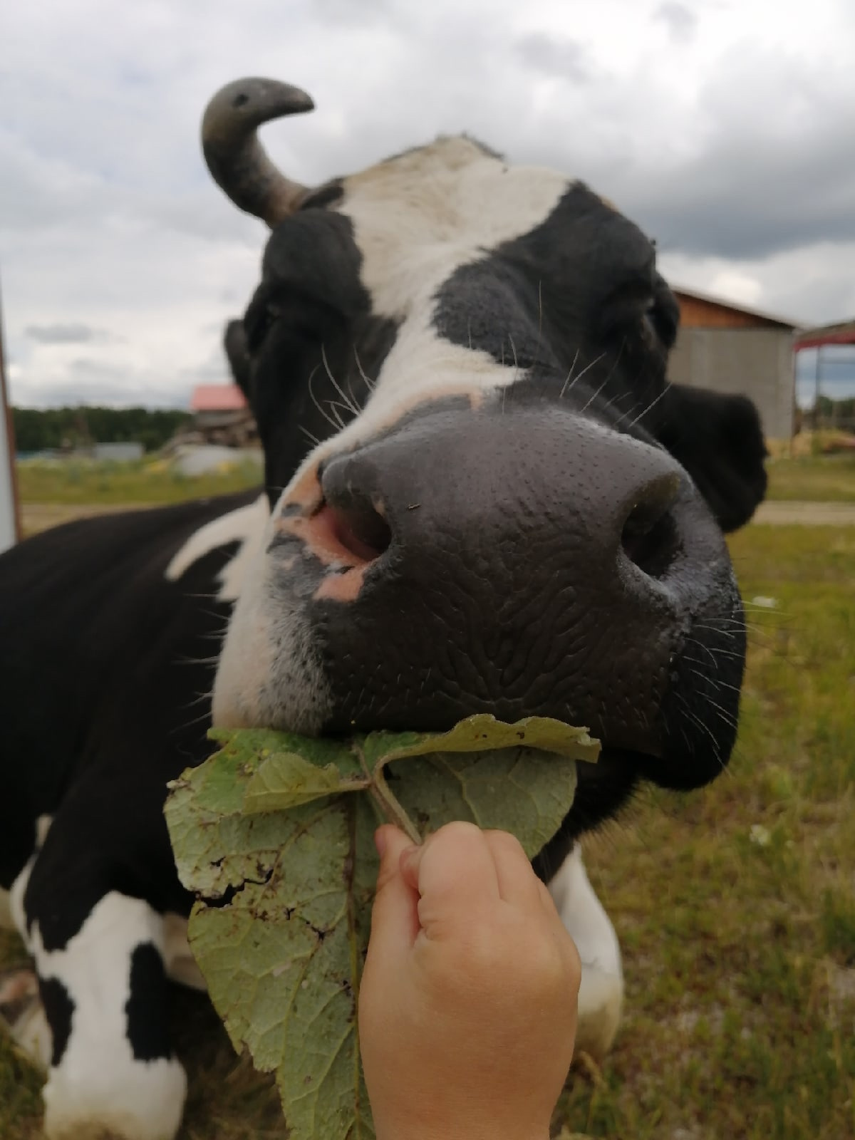 Это Зорька — одна из самых забавных коров на ферме