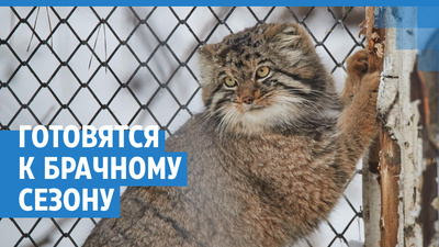 кошка начала писать где попало что делать