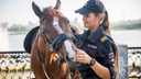 Новосибирская полиция ищет подрядчика для содержания семи служебных лошадей