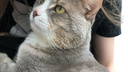 Харизматичного кота Серёгу спасли врачи — после травмы ему нужен регулярный массаж