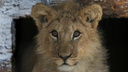 В Барнаульском зоопарке львица родила и отказалась от малышей: посмотрите на милых крох