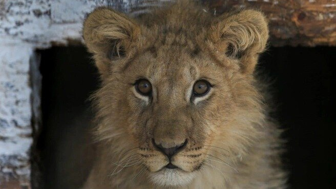 В Барнаульском зоопарке родились львята, но львица от них отказалась