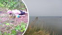 На берегу озера Спартак нашли тело мужчины — следователи начали проверку
