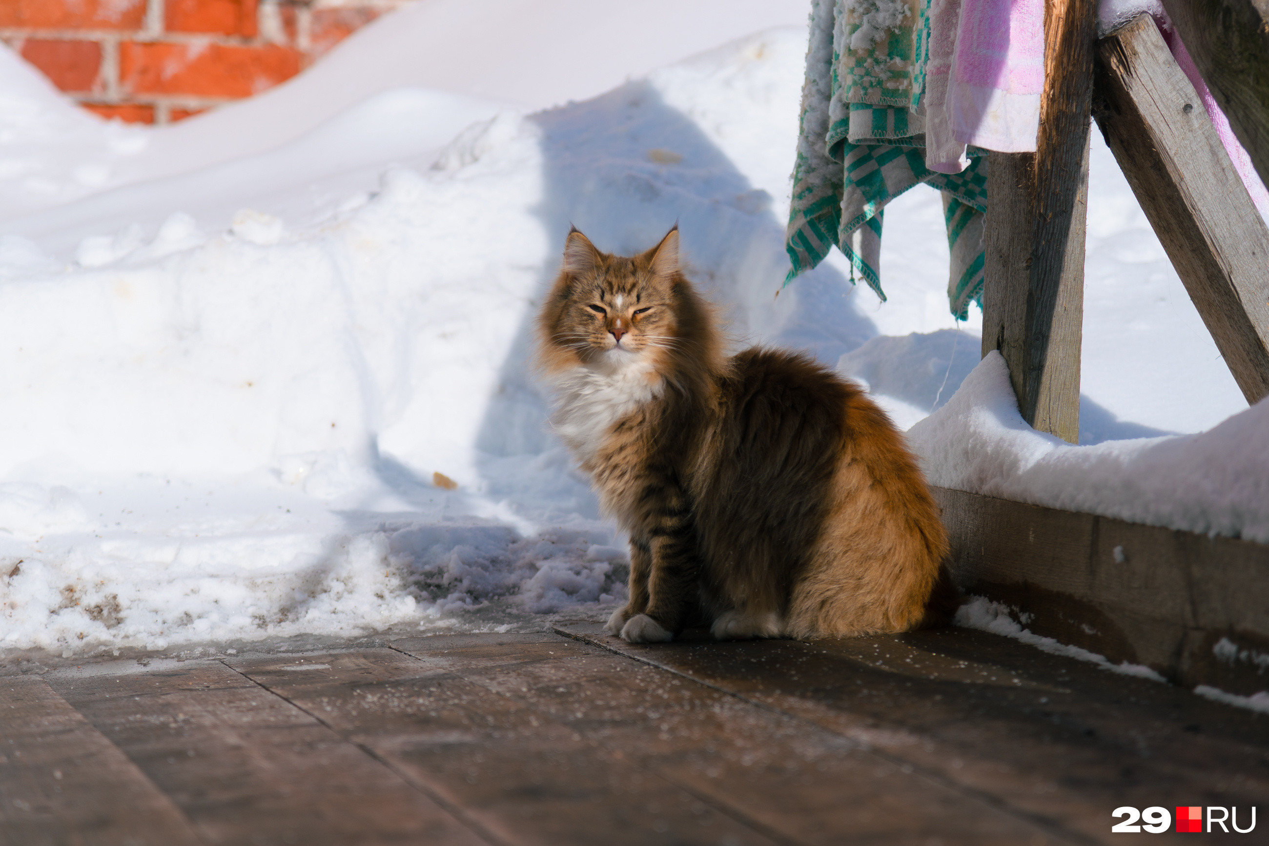 Коты находятся на свободном выгуле во дворе музея Коты находятся на свободном выгуле во дворе музея