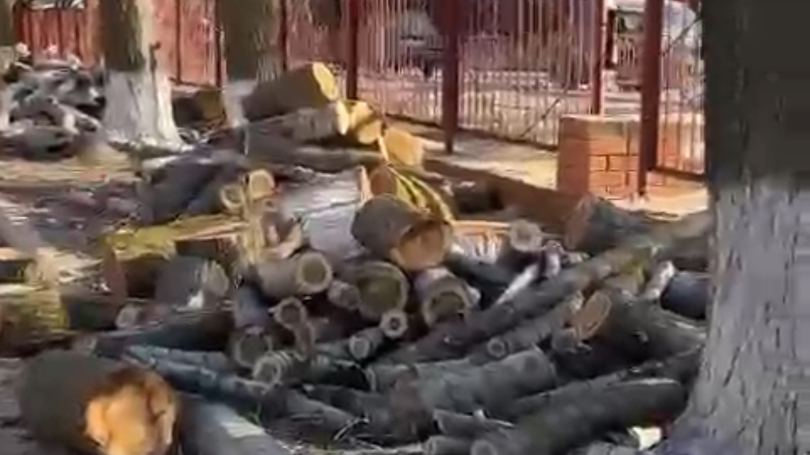 «Полиция ни разу не приехала»: в Волгограде неизвестные спилили десятки деревьев на школьном дворе
