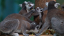 В Новосибирском зоопарке показали, как кормят лемуров — смотрим милое видео