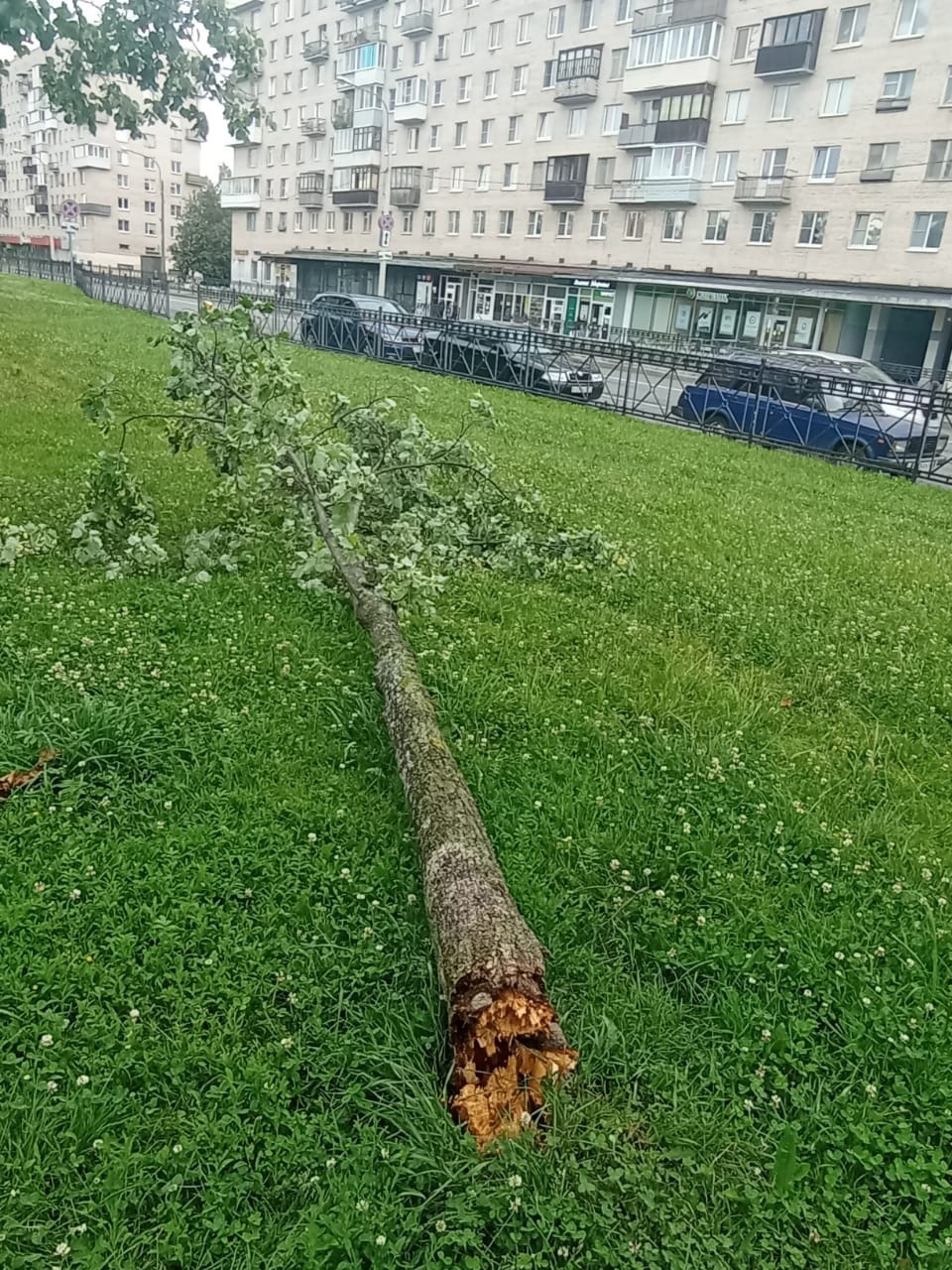 Старый дуб, молодая береза. Ветер в Петербурге буянил в парках и  перегораживал дороги | 04.07.2023 | Санкт-Петербург - БезФормата