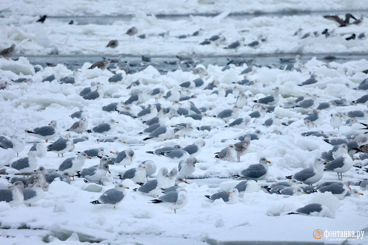 Тысячи птиц начали собираться в центре Петербурга. Объясняем, почему в этом нет ничего зловещего