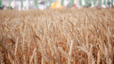 Донская компания уступила место лидера по экспорту зерна