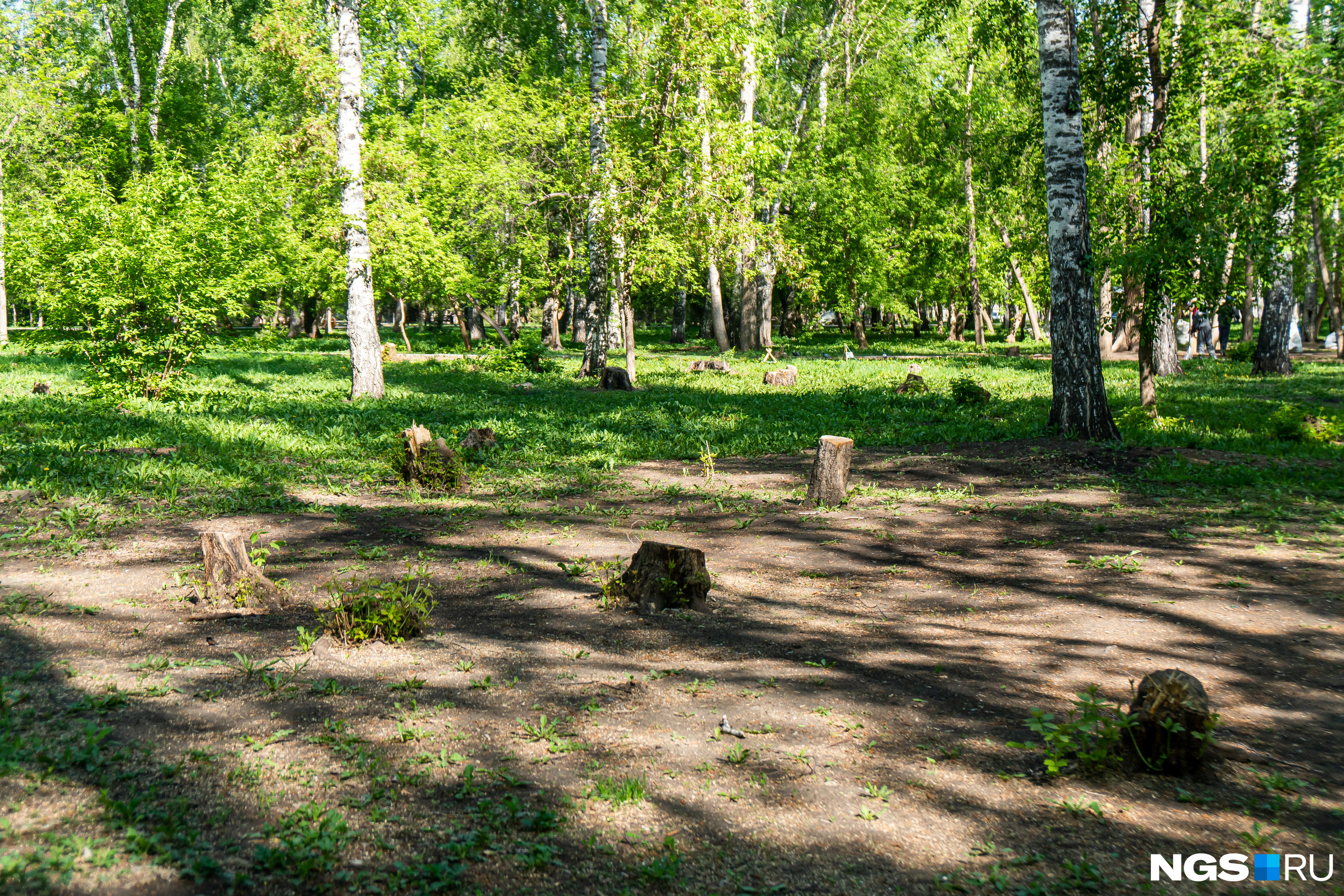 парк роща сердца воронеж