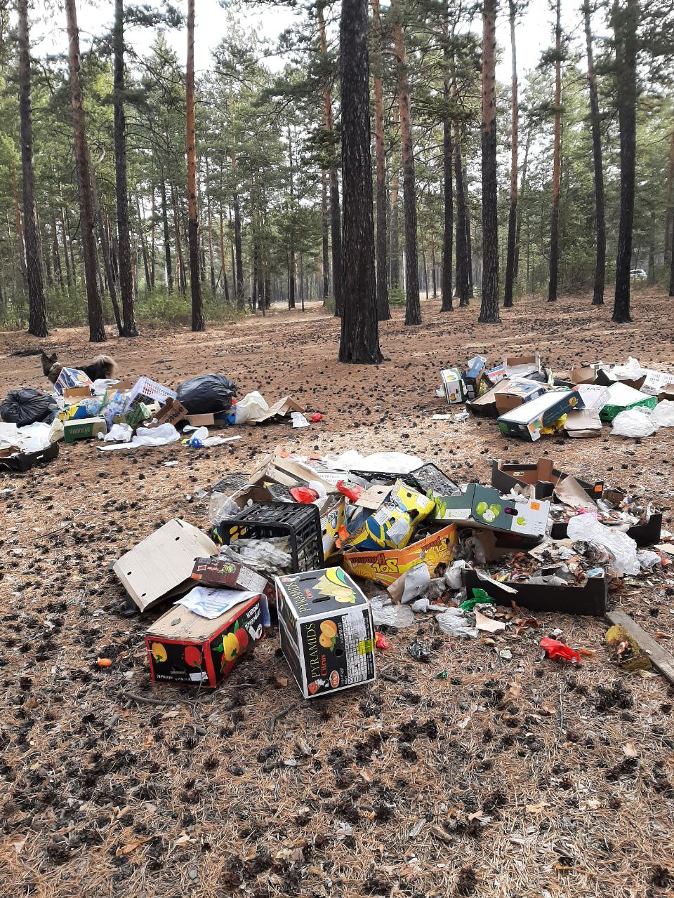 Лес за Коханского в Чите покрылся коробками и прочим мусором