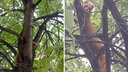 «Может, у кого убежал?»: необычного рыжего зверя заметили на дереве в Новосибирске