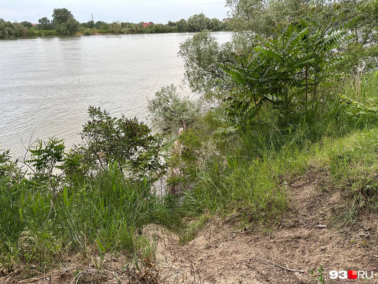 Из-за обвала берега деревья падают в воду Из-за обвала берега деревья падают в воду