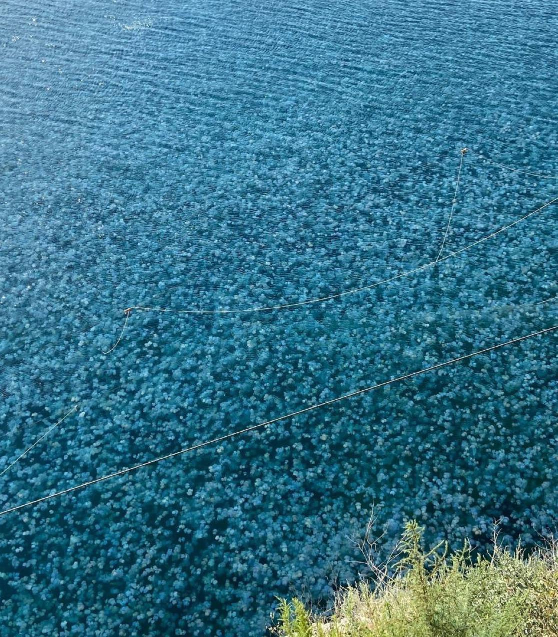 Отдых в Крыму стал кошмарным: берег охватили пожары, а море превратилось в суп из медуз — кадры
