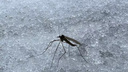 «Отклонение от нормы»: под Новосибирском в ноябре проснулись комары