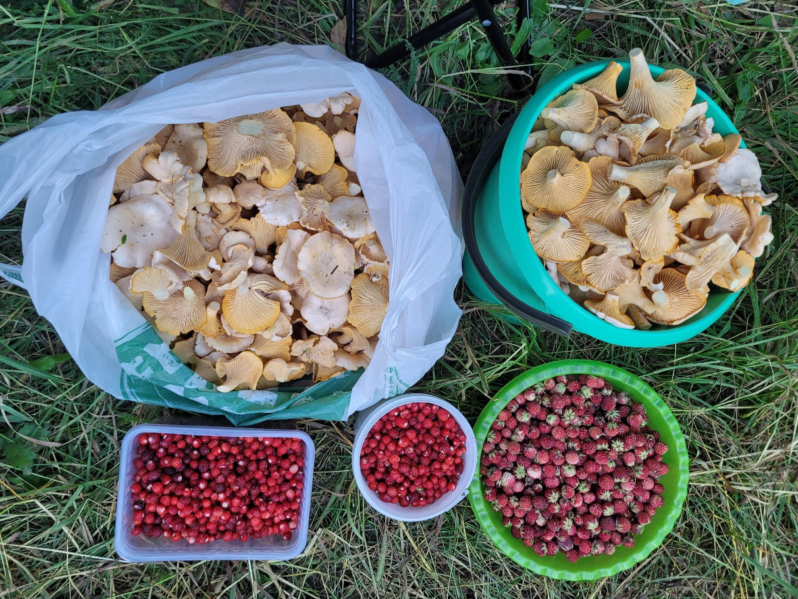 «Аж завидно стало». Нижегородцы ящиками собирают грибы и ягоды — публикуем места