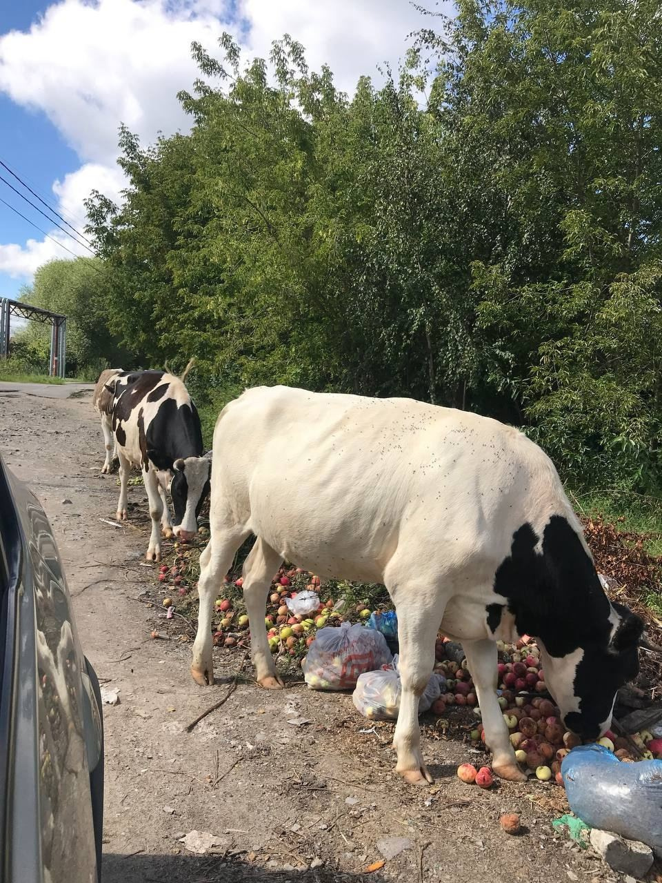 Коровы бродят по свалкам в поисках еды
