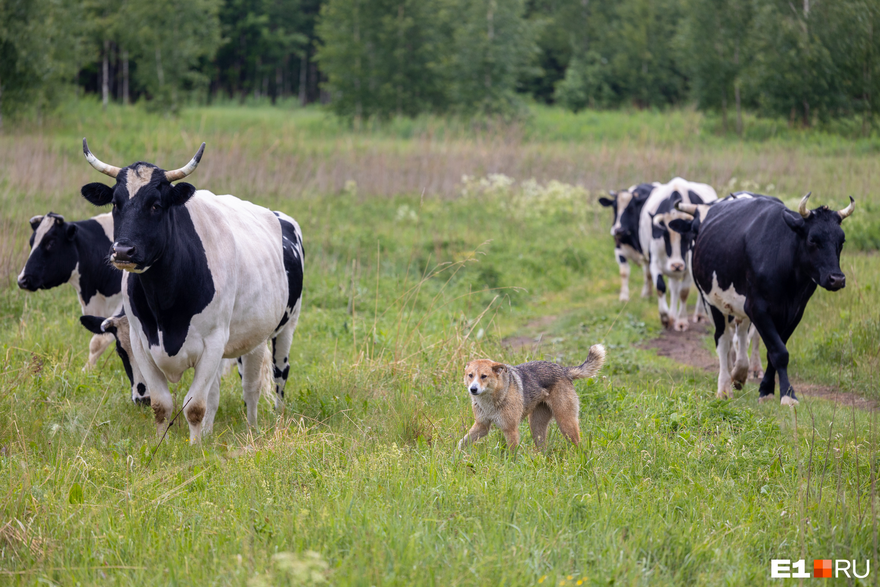 Когда на ферму приезжают ветеринары, они очень удивляются возрасту коров. Столько не живут!