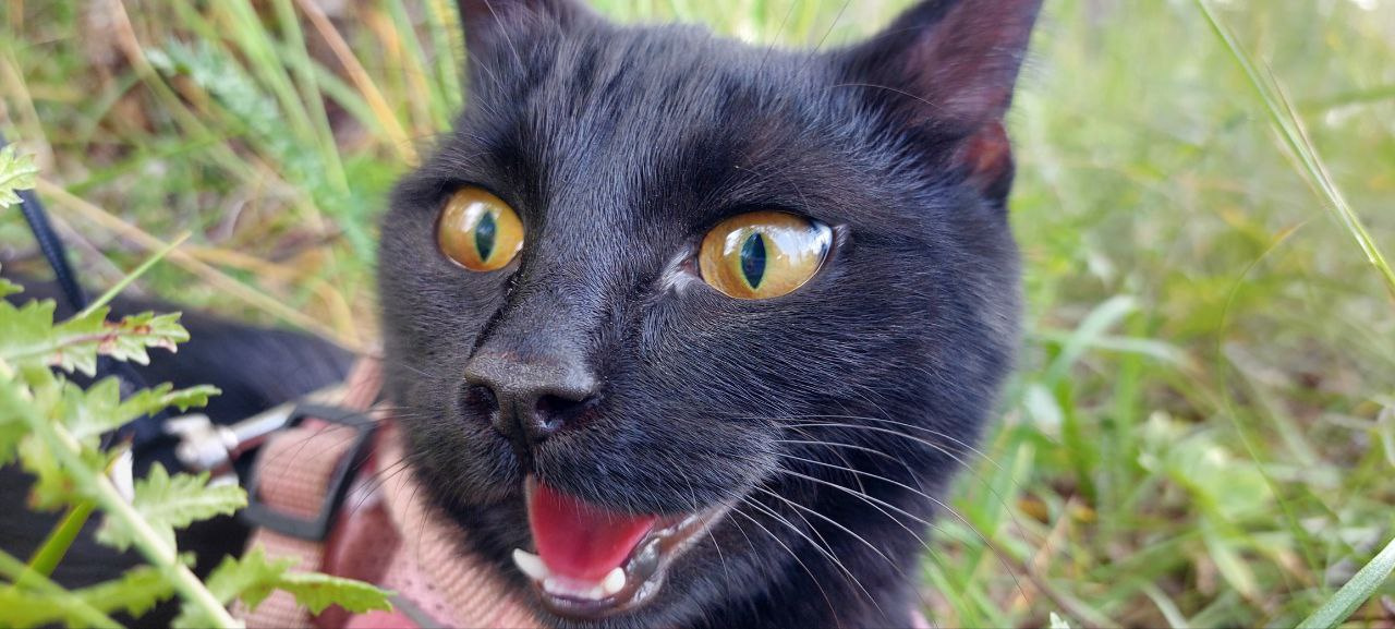 25 фотографий черных котов в честь Дня кошек - 1 марта 2023 - НГС.ру